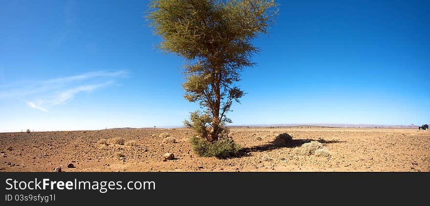 Sahara desert close to Merzouga in Morocco with blue sky and a tree. Sahara desert close to Merzouga in Morocco with blue sky and a tree.