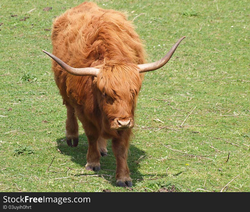 Red Highland Cow - Kyloe