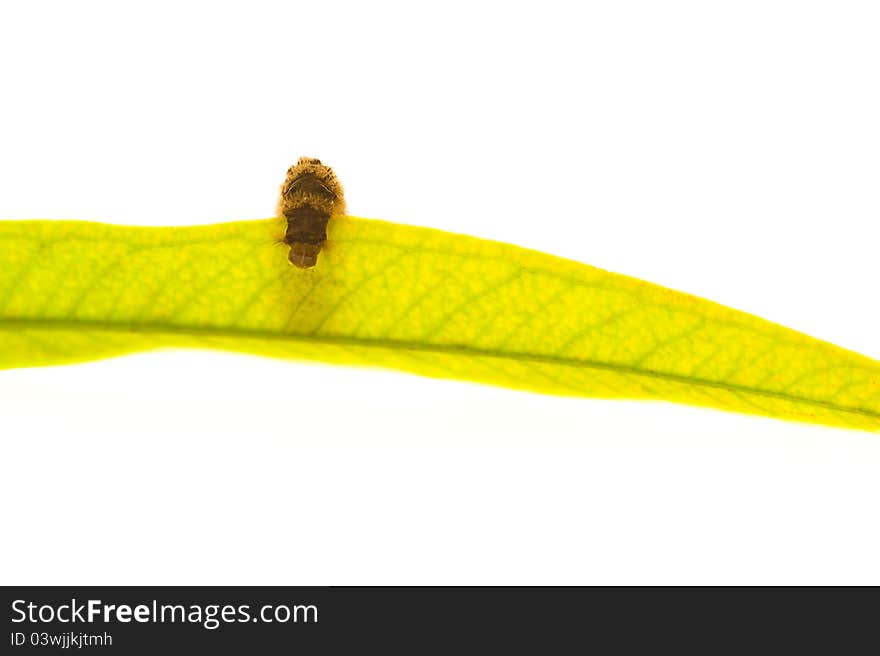 Barbed worm on the green leaf