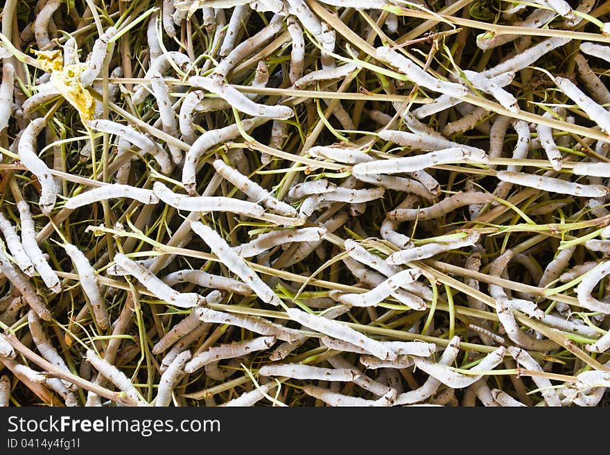 Silk worm eating mulberry