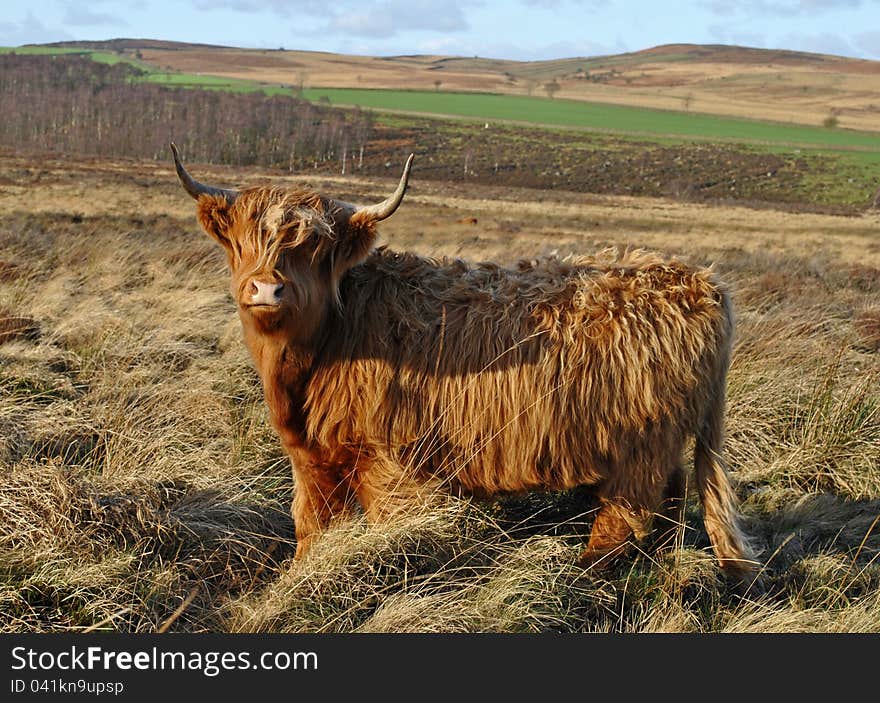 Highland Cow