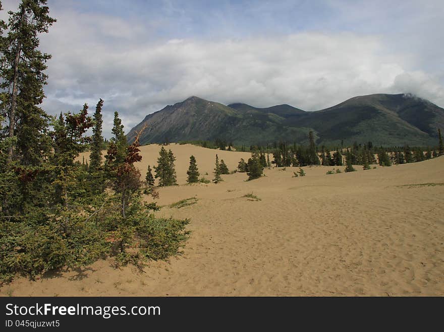 Carcross desert