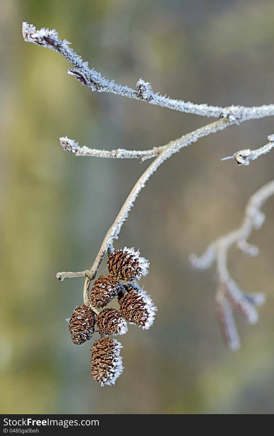 Branch of alder cones with frost