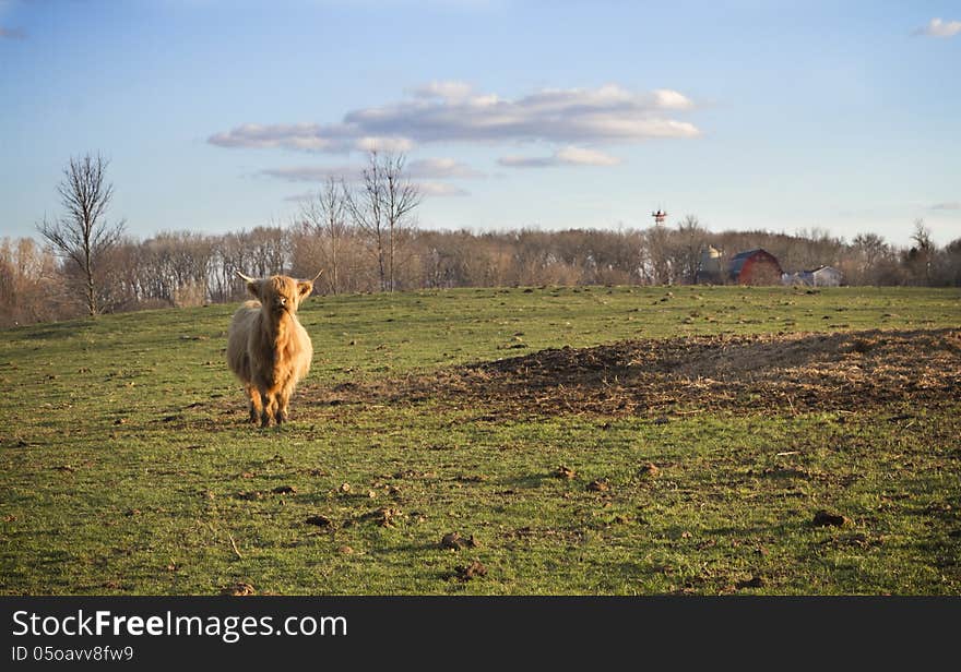 Scottish Highland Cow