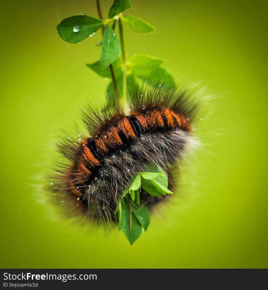 Hairy black and brown striped caterpillar (Hairy Arctiidae) wrapped around a green leaf plant eating and or laying eggs, shaded green background. Hairy black and brown striped caterpillar (Hairy Arctiidae) wrapped around a green leaf plant eating and or laying eggs, shaded green background.