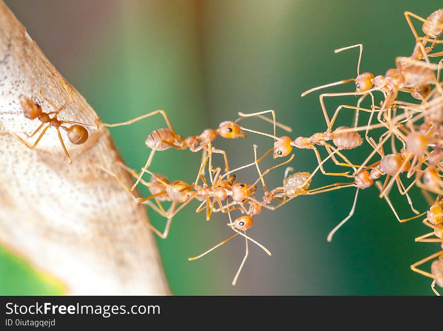 Red ant bridge unity in garden. Red ant bridge unity in garden