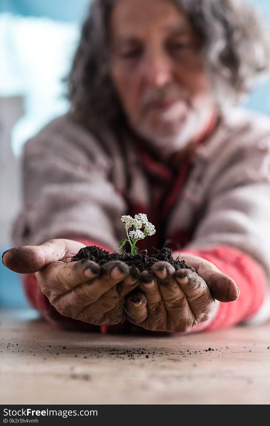 Senior man holding a dainty white flower in rich soil cupped in his dirty hands in a low angle view across a table with selective focus to his hands. Senior man holding a dainty white flower in rich soil cupped in his dirty hands in a low angle view across a table with selective focus to his hands.