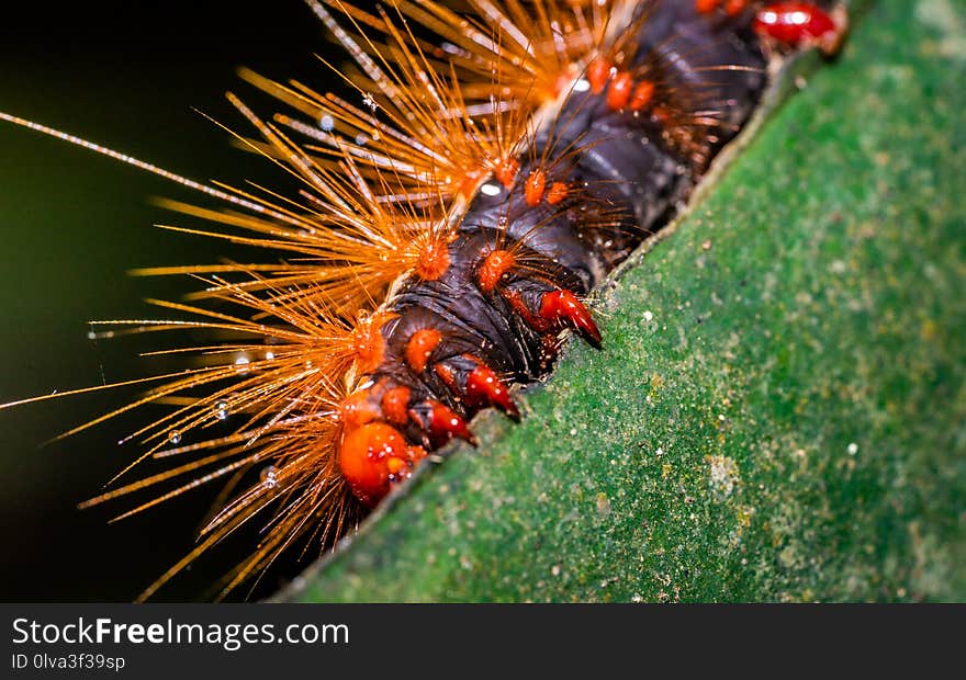 Close Up Of Hairy Worm On Green Leaf Texture Background