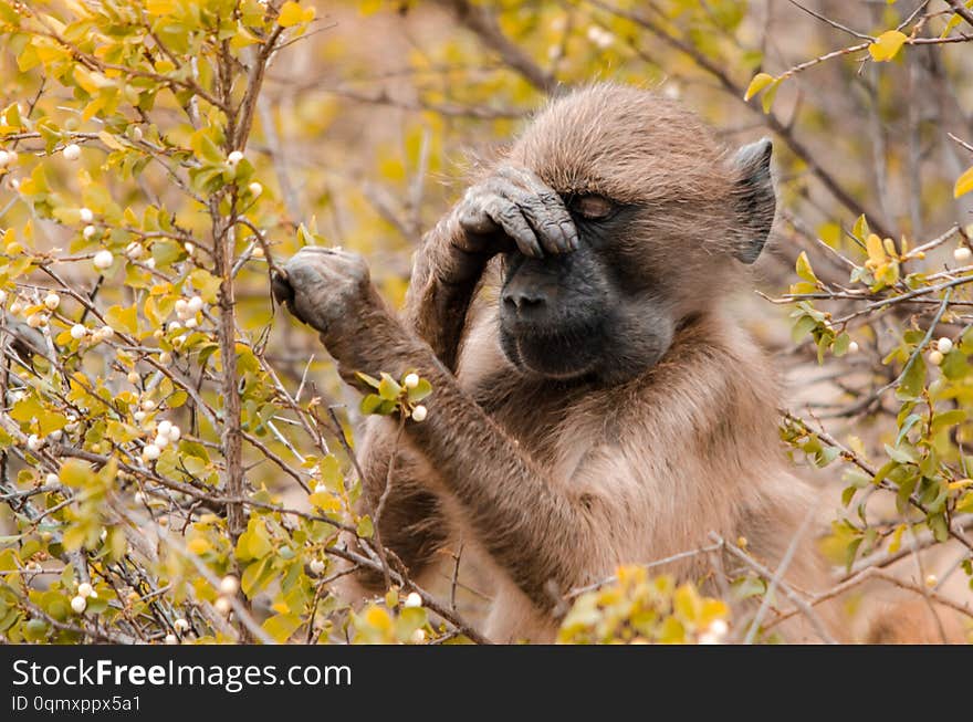 A baboon papio ursinus in the bushes, with a paw on it`s nose, as if frustrated. Kruger National Park, South Africa. A baboon papio ursinus in the bushes, with a paw on it`s nose, as if frustrated. Kruger National Park, South Africa