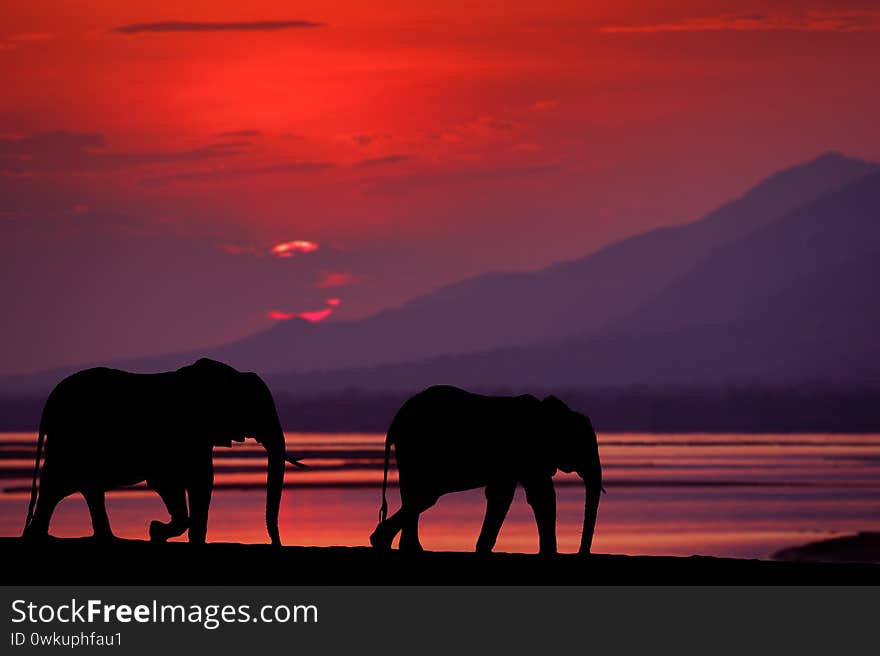 Elephant at Mana Pools NP, Zimbabwe in Africa. Big animal in the old forest, evening light, sun set. Magic wildlife scene in nature. African elephant in beautiful habitat. Art view in nature