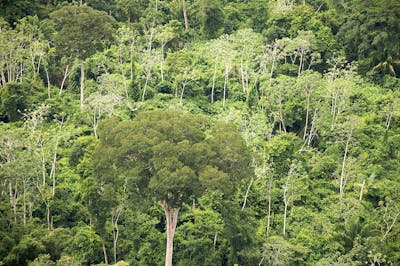 Pantanal Flooded Grasslands & Dry Forests (NT12)