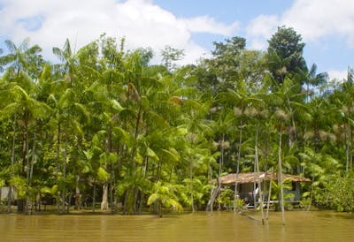 Amazon River Estuary (NT16)