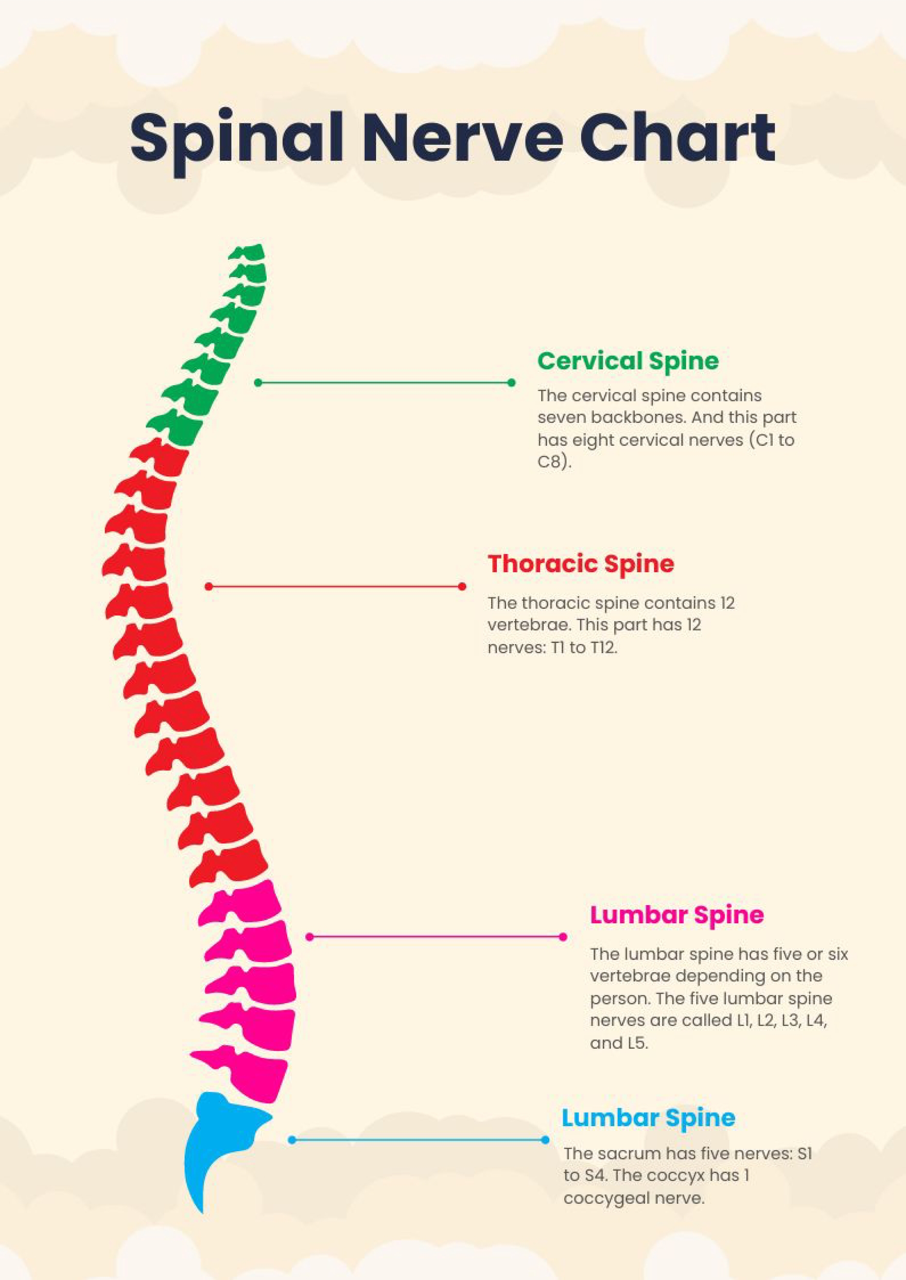 Spinal Nerve Chart