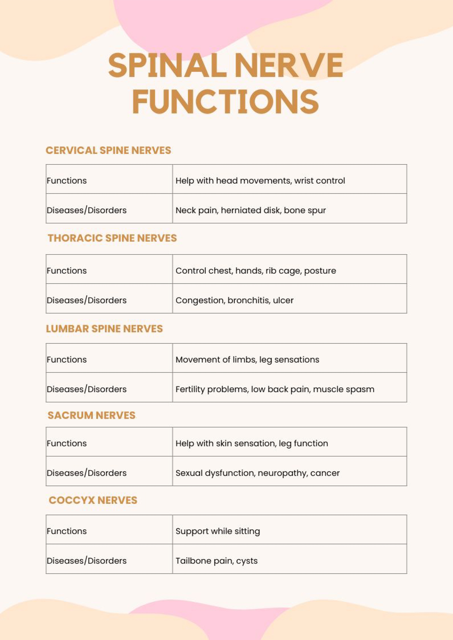 Spinal Nerves Chart Pdf - Infoupdate.org