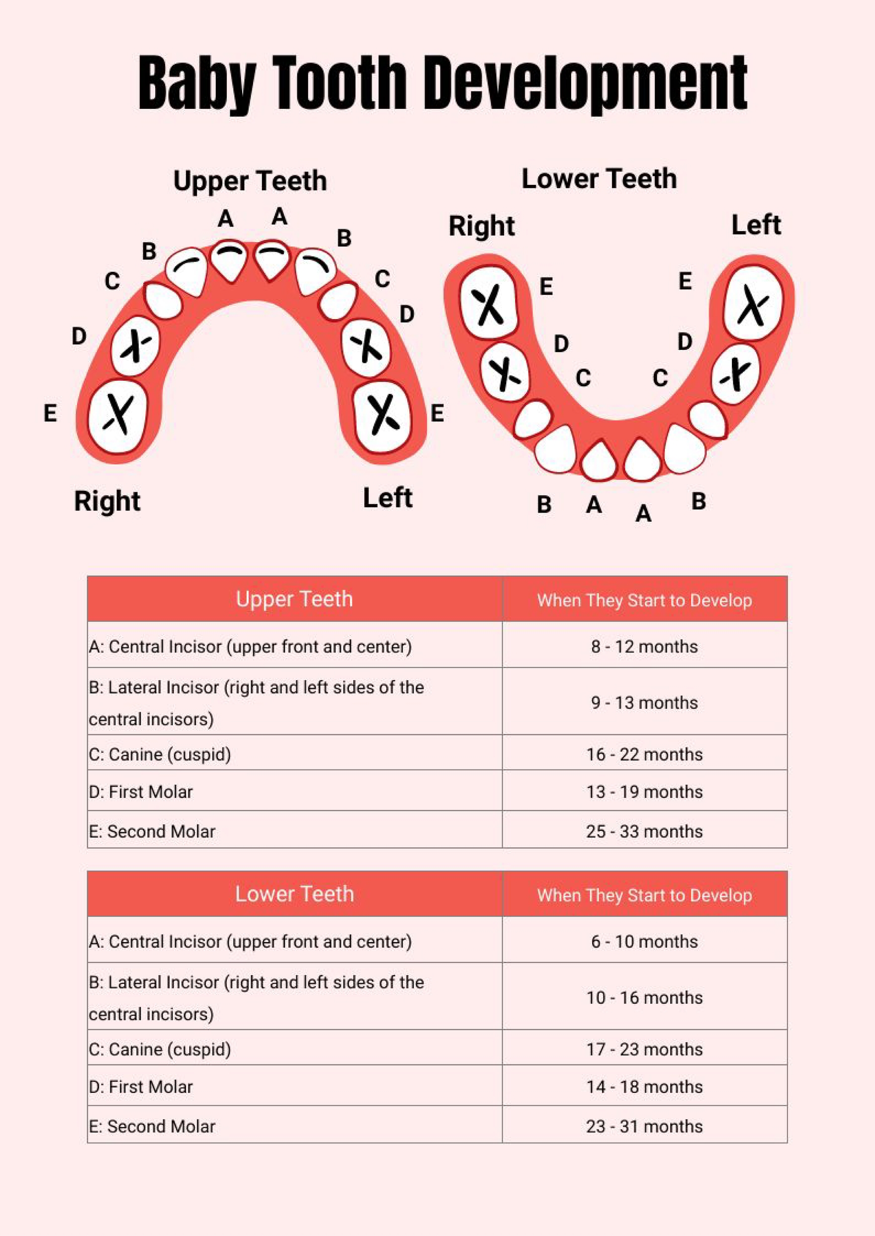 Baby Teeth Chart