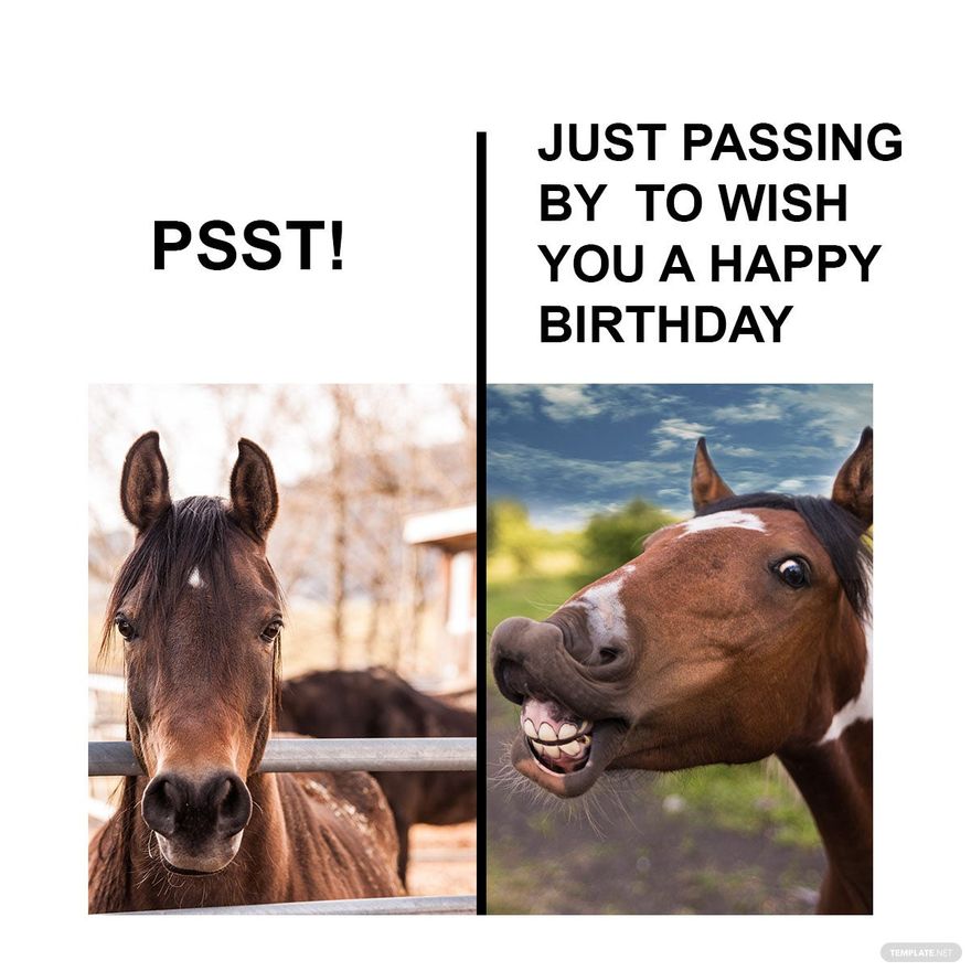 Happy Birthday Horse Meme