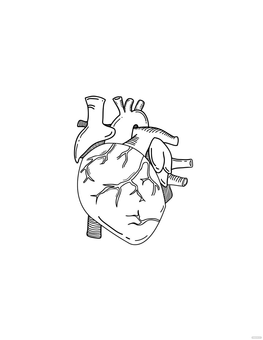 Anatomical Heart Drawing in Illustrator, PDF, JPG, EPS, SVG, PNG - Download | Template.net