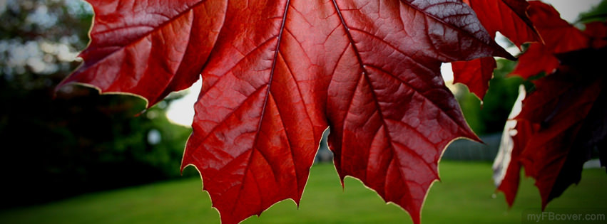 nature facebook timeline cover