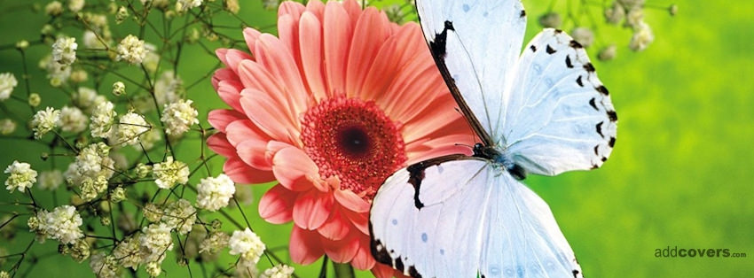 white butterfly flower facebook covers