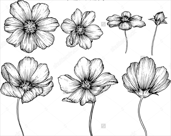 Cosmos Flower Drawing