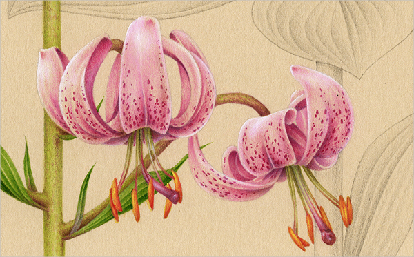 Botanical Lily Flower Drawing