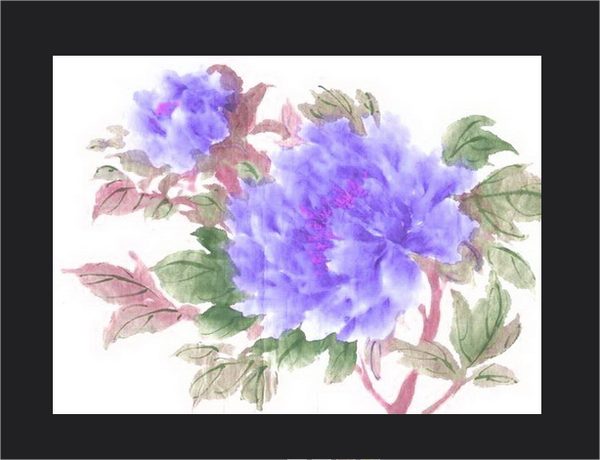 Peonies Flower Drawings