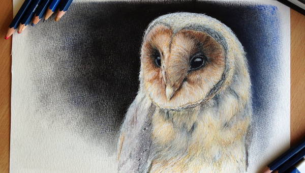 10+ Owl Drawings