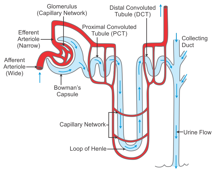 [DIAGRAM] Diagram Of Nephron - MYDIAGRAM.ONLINE