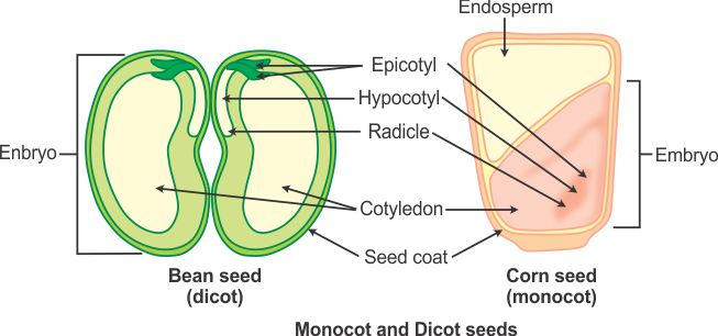 What is difference between monocot and dicot seeds. Draw diagram of ...