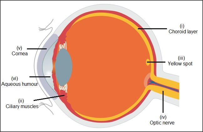 Simple Eye Diagram For Kids