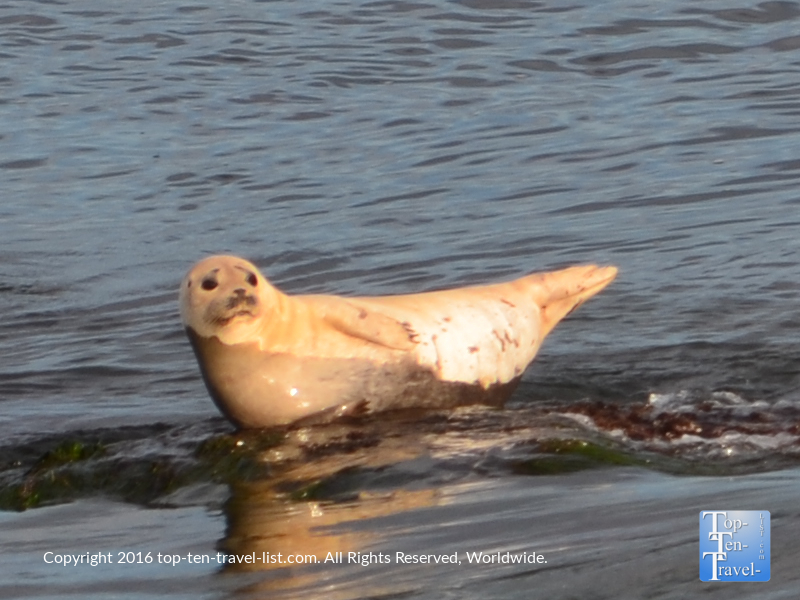 Cute sea lion at La Jolla Cove in San Diego