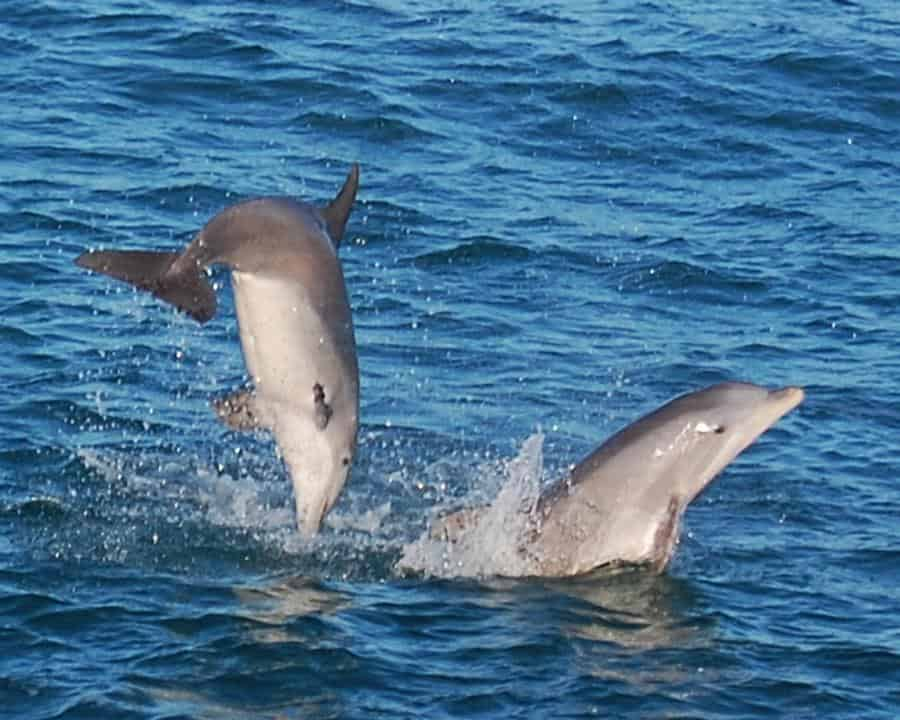 Small-Group-Dolphin-and-Snorkel-Tour