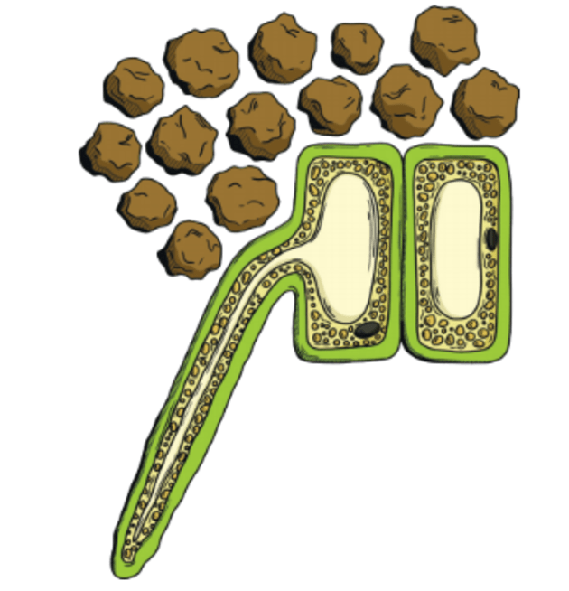 What is a Plant Cell? | Twinkl Teaching Wiki - Twinkl