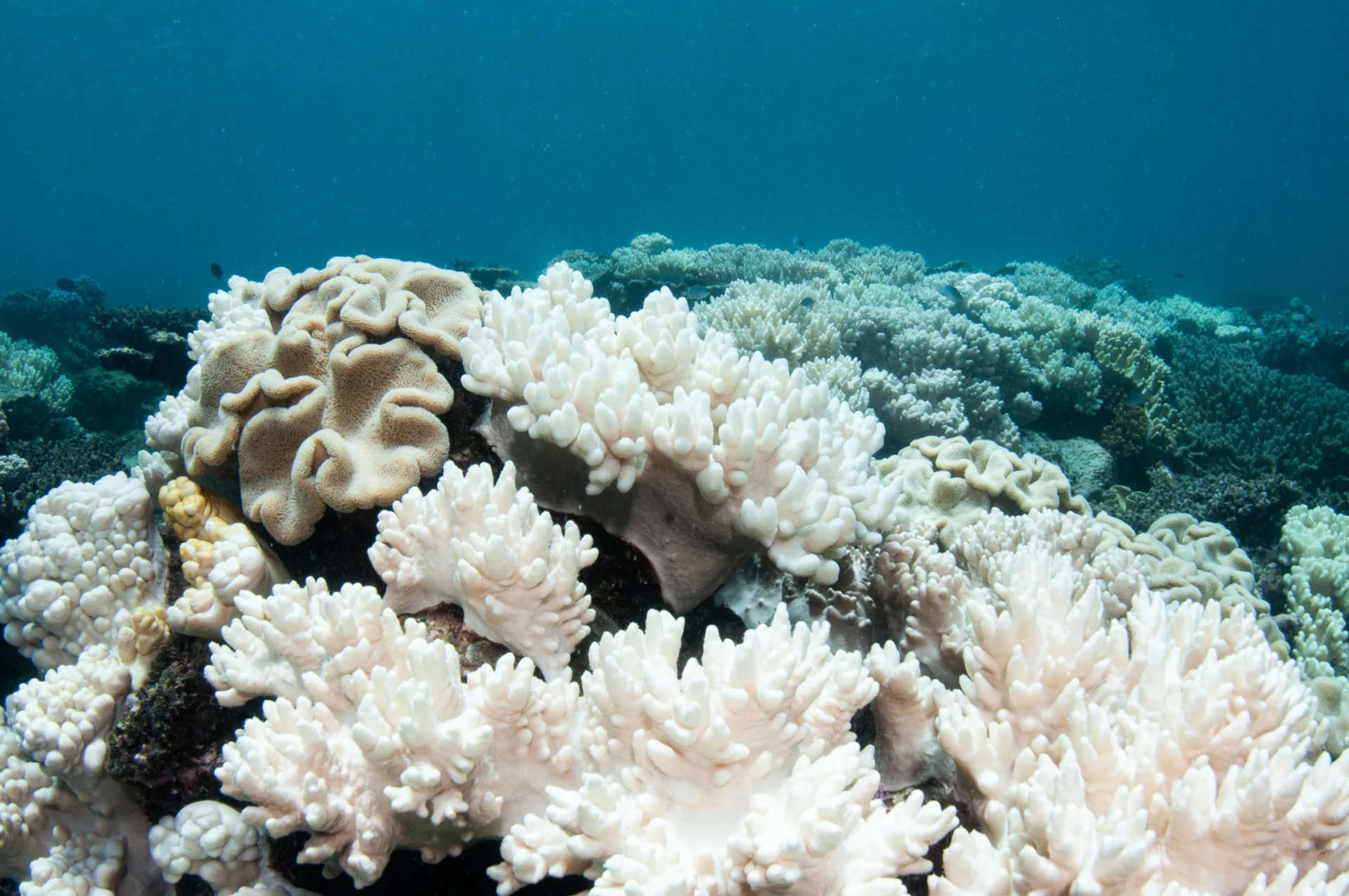 World's coral reefs facing another mass bleaching event — maybe the ...