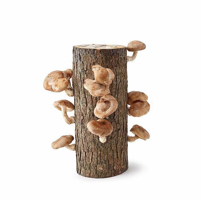 Shiitake Mushroom Log Kit