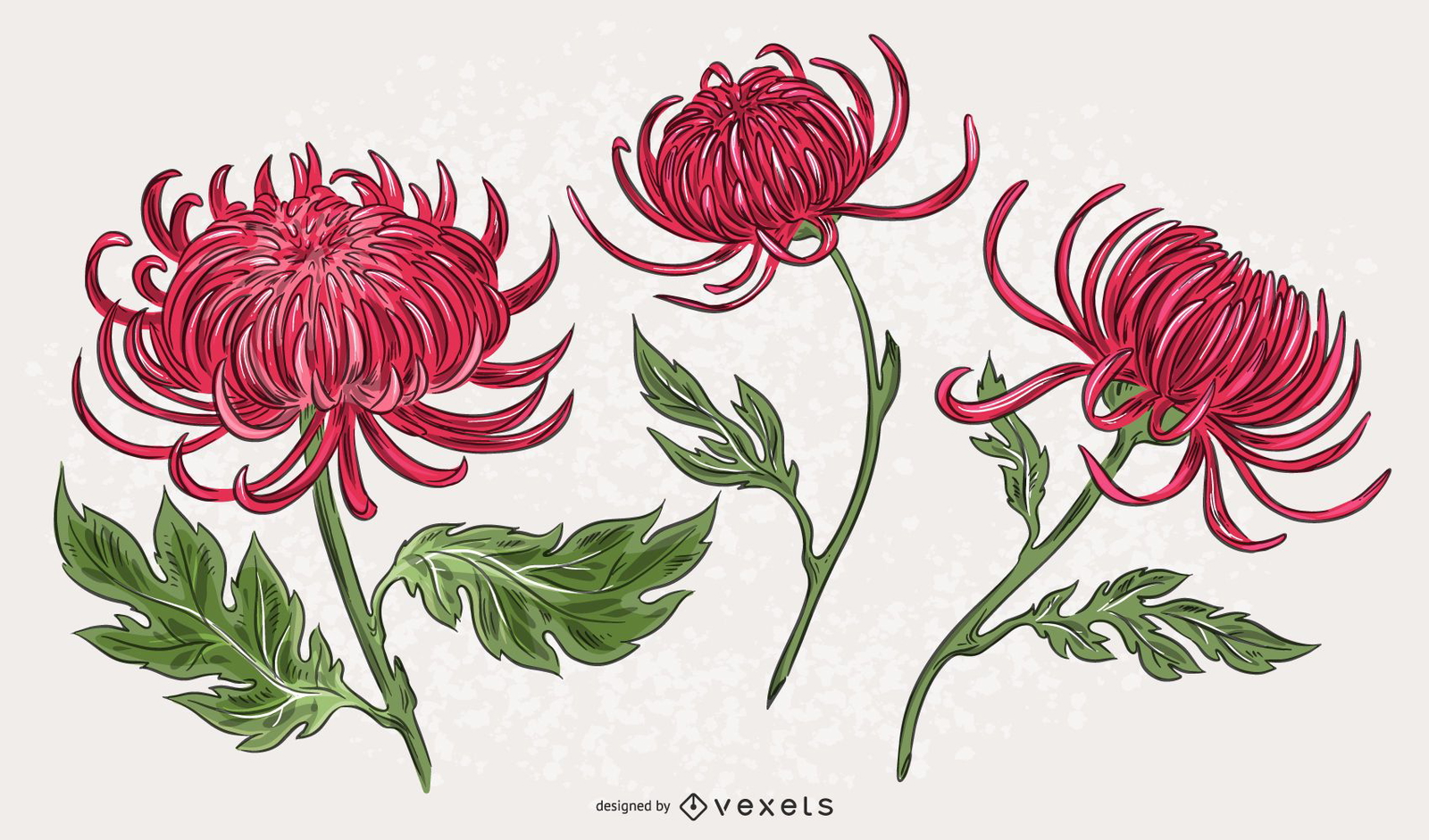 Pink Chrysanthemum Illustration Set