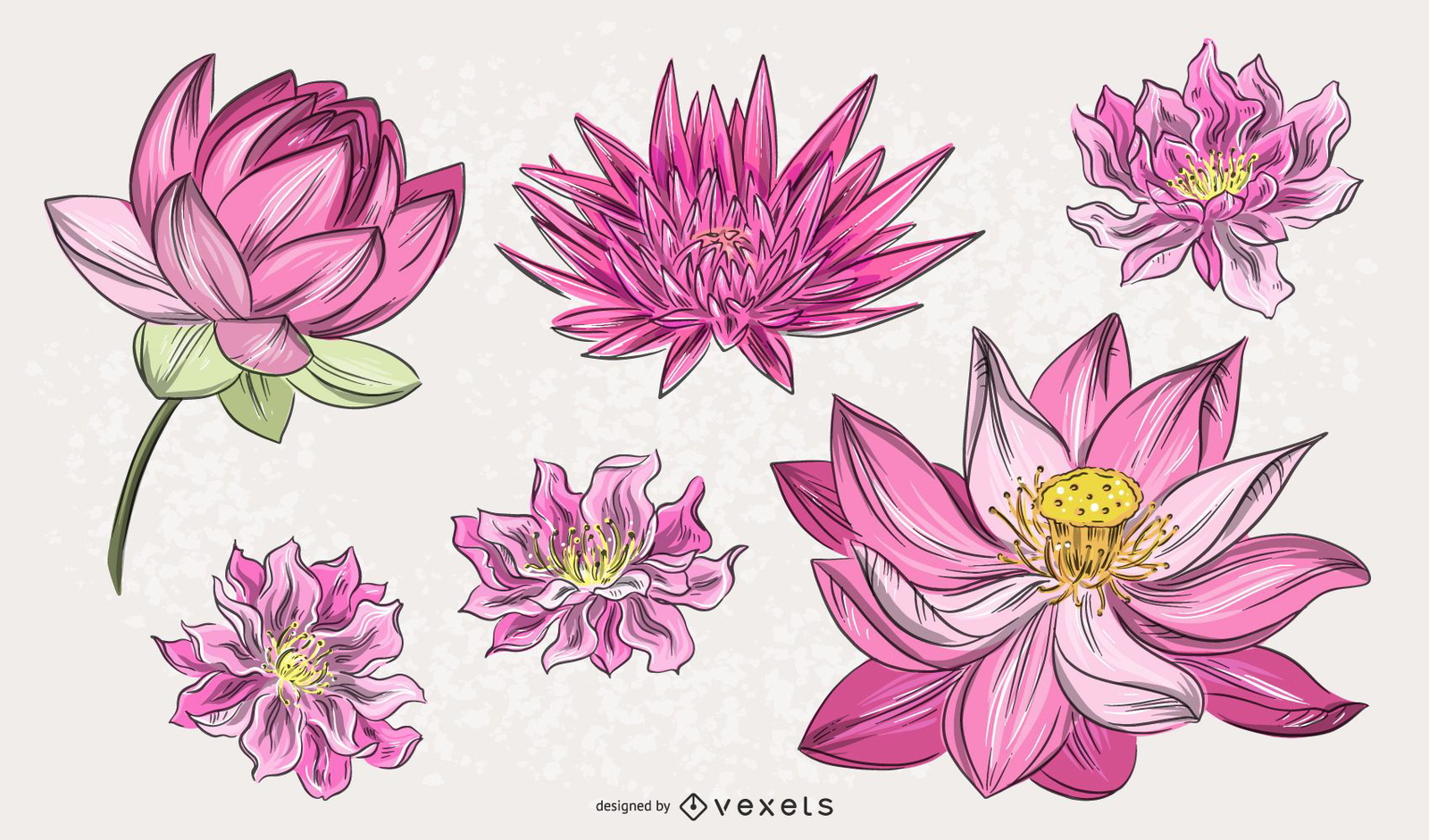 Chinese Pink Flower Illustration Set