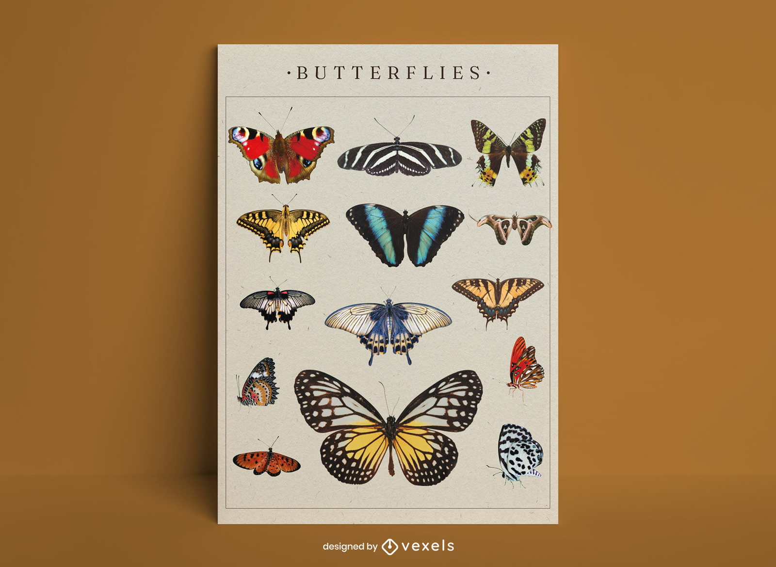 Diseño de carteles de mariposas.