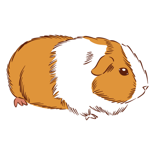 Guinea pig hamster animals PNG Design