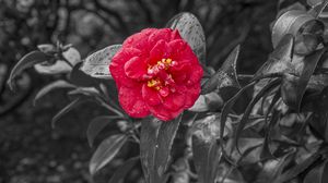 Preview wallpaper camellia, dew, photoshop, bloom