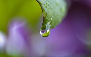 Preview wallpaper dew, drops, leaf, bending