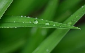 Preview wallpaper dew, drops, water, leaf, macro, green, blur