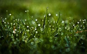 Preview wallpaper dew, glare, grass, drops, macro