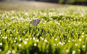 Preview wallpaper dew, grass, butterfly, insect, sunlight