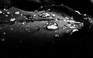 Preview wallpaper drops, dew, surface, shadow, black and white