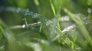 Preview wallpaper grass, dew, drops, water, macro, blur