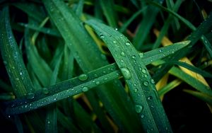 Preview wallpaper grass, dew, drops, macro, wet