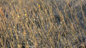 Preview wallpaper grass, dew, drops, glare, macro