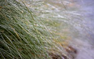 Preview wallpaper grass, dew, drops, water, macro