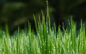 Preview wallpaper grass, dew, wet, drops, green